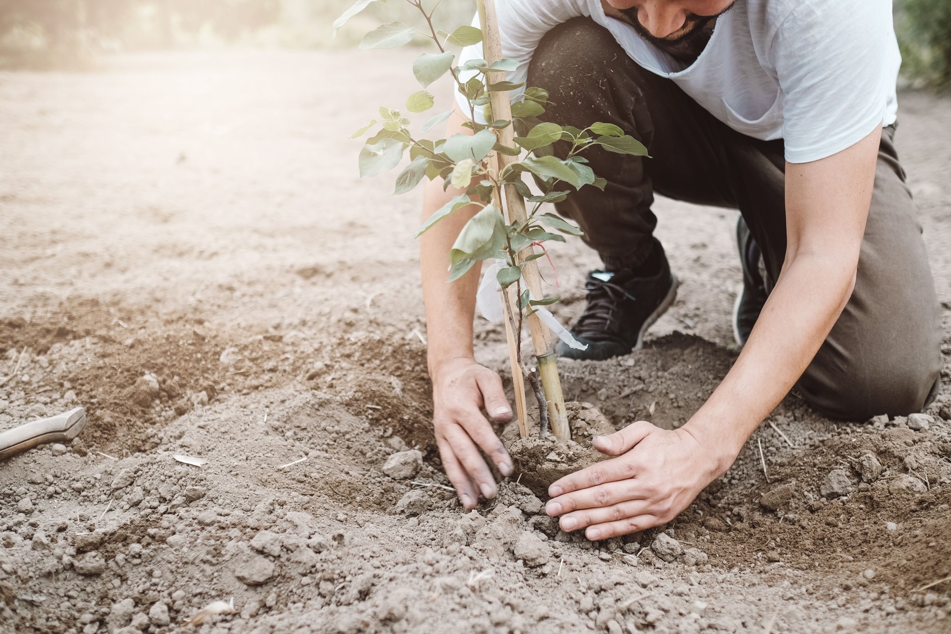 Arbre de plantation d'homme à l'extérieur au printemps