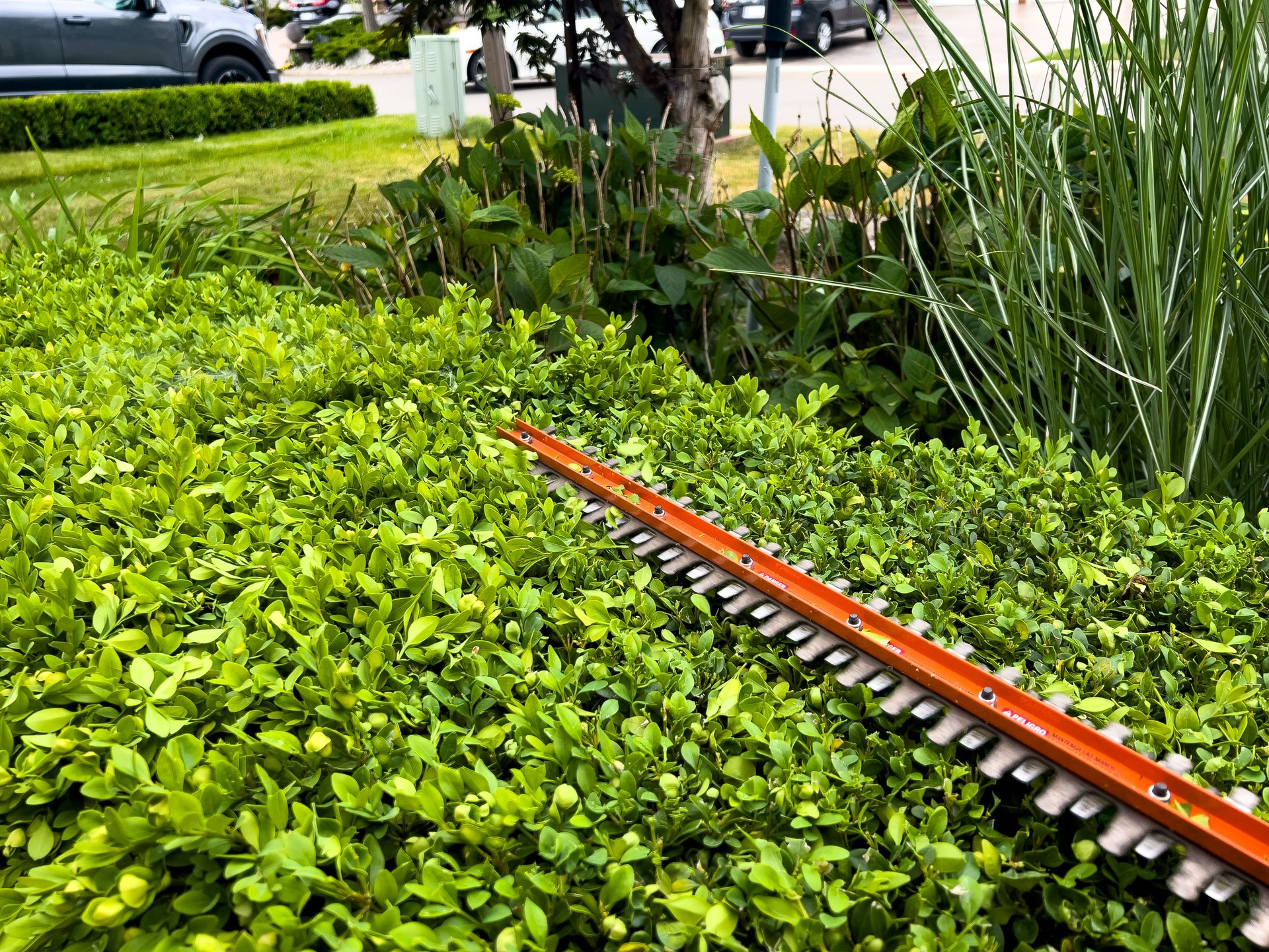 Un paysagiste taille la haie avec une scie électrique
